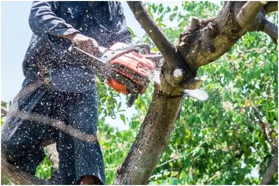 tree services Black Earth